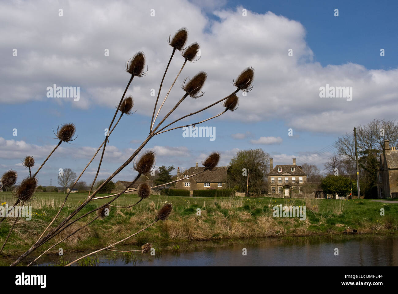 Teasels seedheads beside village pond in Wiltshire UK Stock Photo