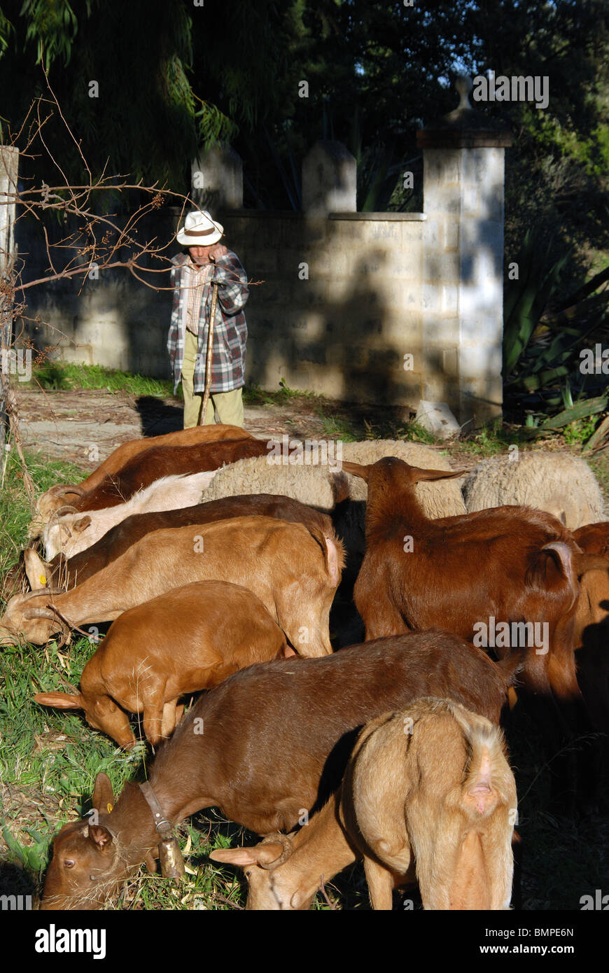Goatherd and shepherd, Alozaina, Malaga Province, Andalucia, Spain, Western Europe. Stock Photo