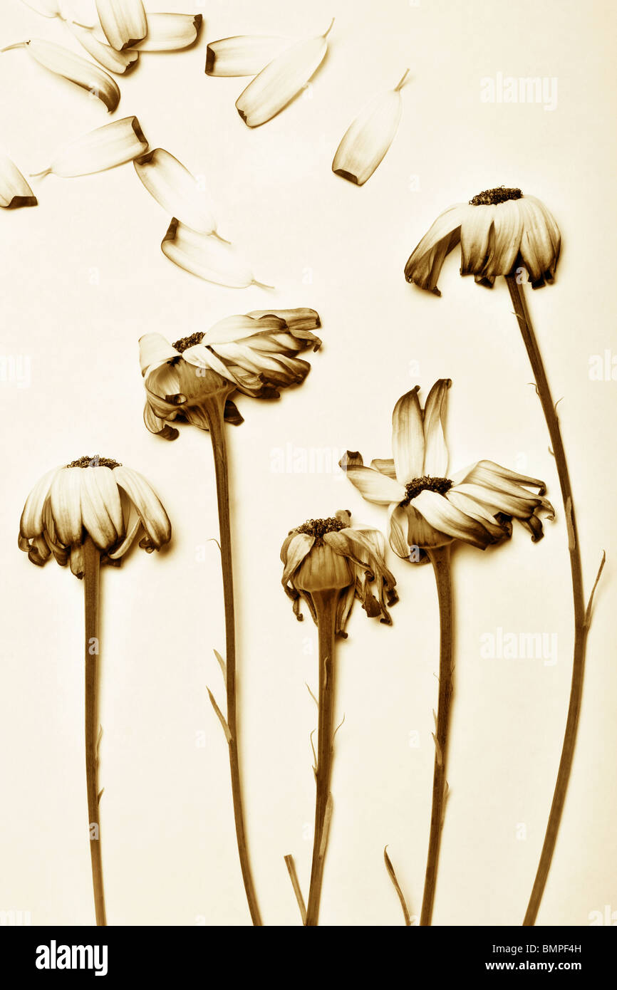 Daisy flower wilting hires stock photography and images Alamy