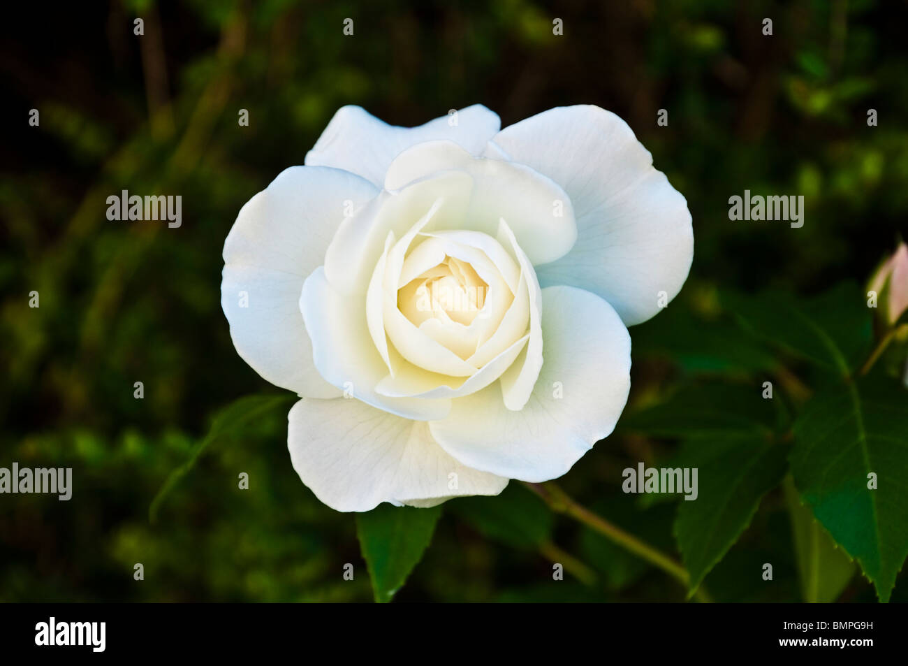 Iceberg Rose / Rosa a pure and perfect snowwhite softly scented rose