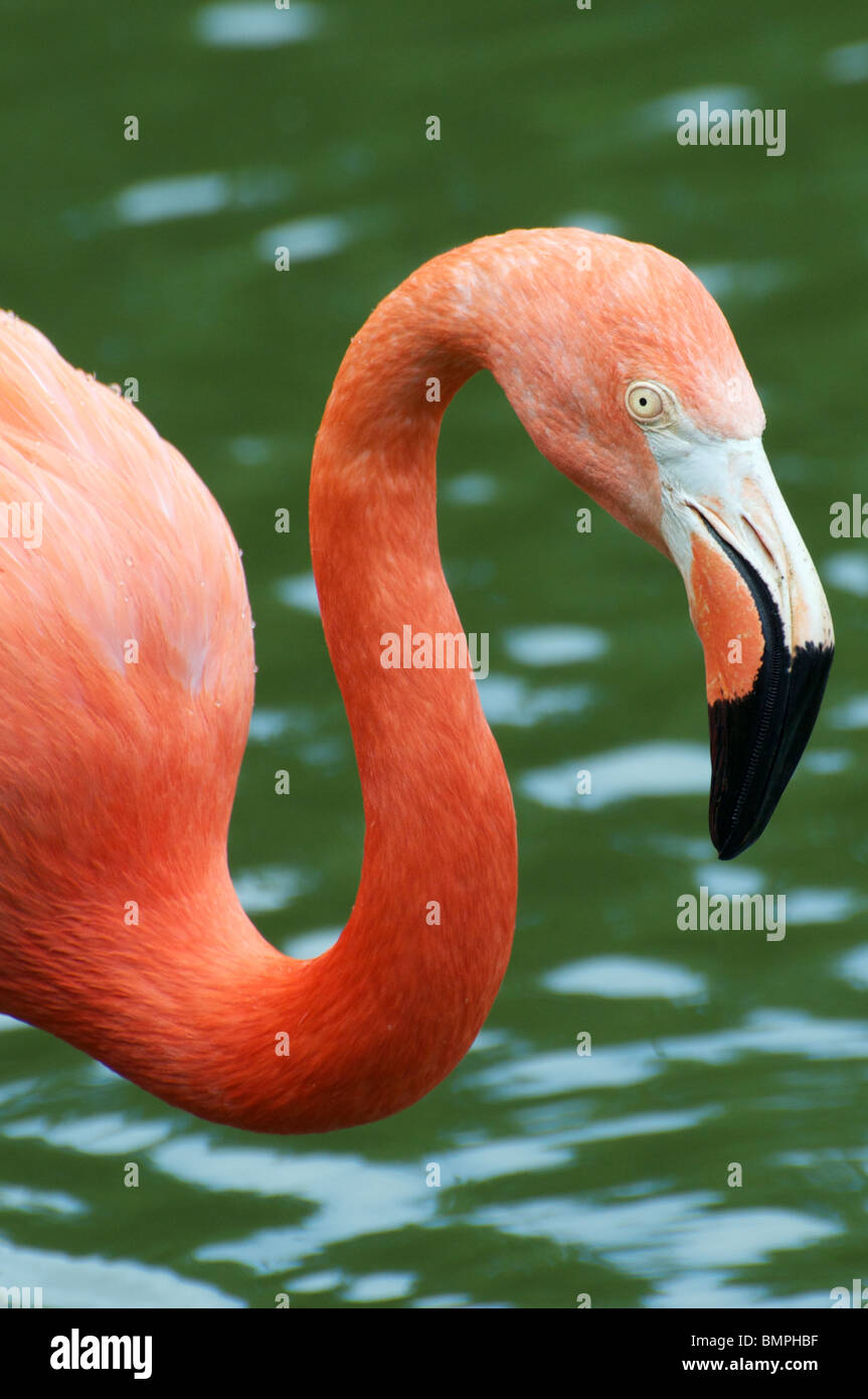Caribbean flamingo Stock Photo