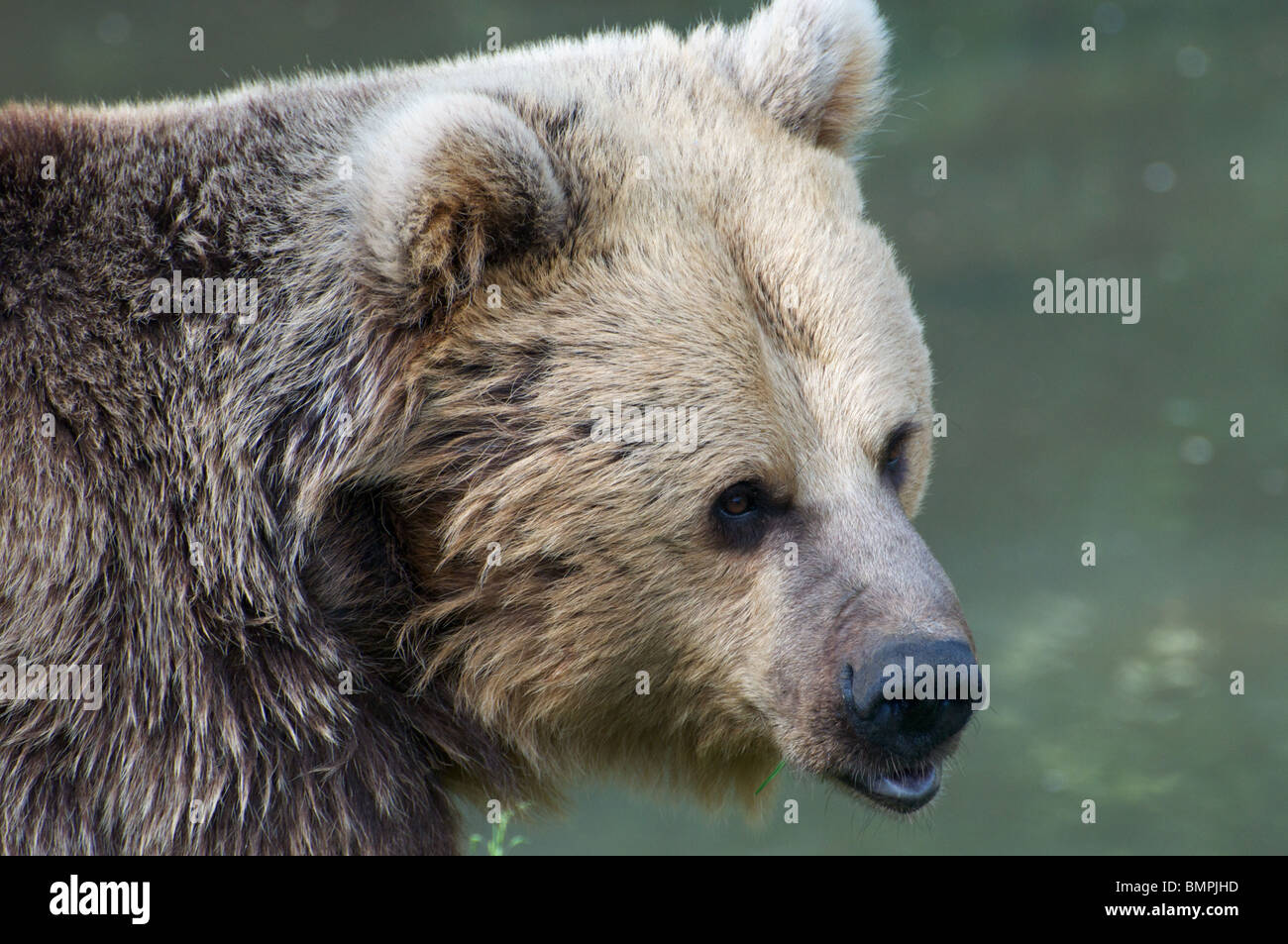 Eurasian brown bear Stock Photo