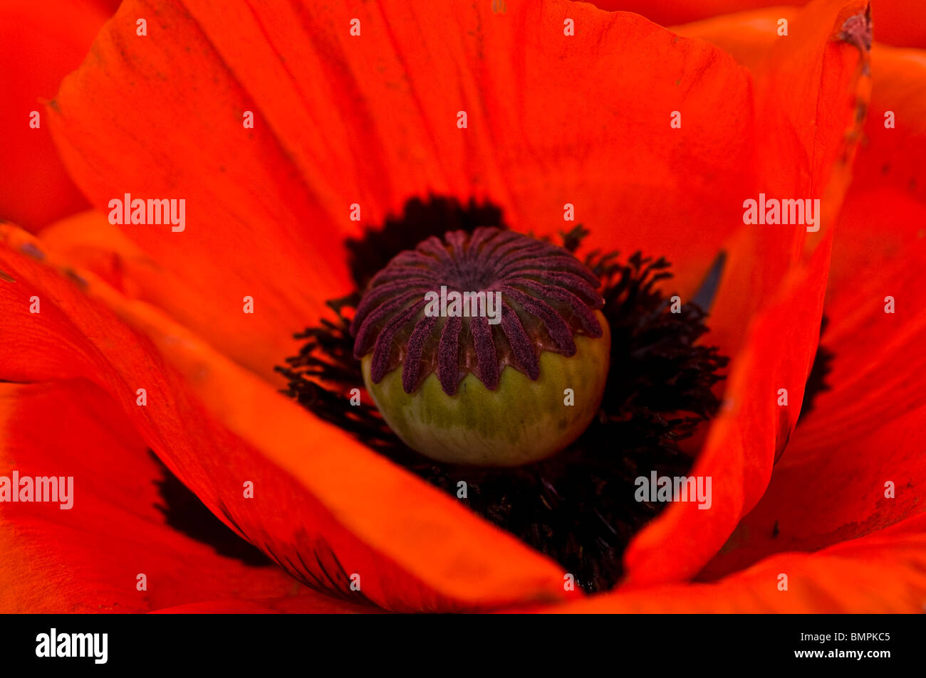 Overlapping petals of the red poppy Papaver Rhoeas Stock Photo