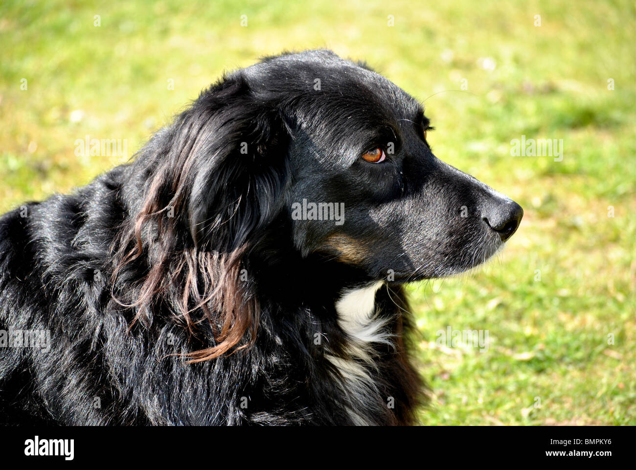 border collie dog Stock Photo