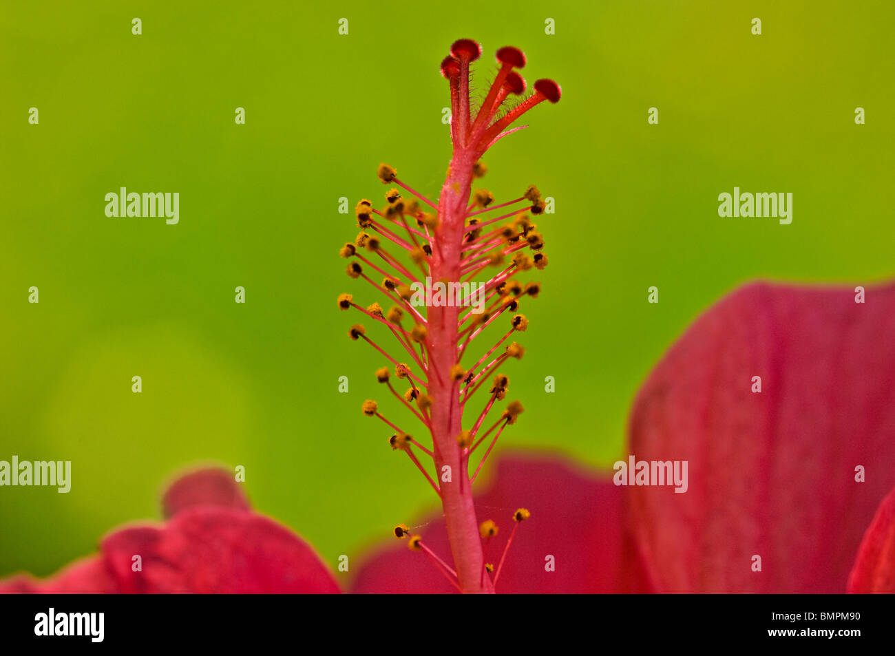 Hibiscus hi-res stock photography and images - Alamy