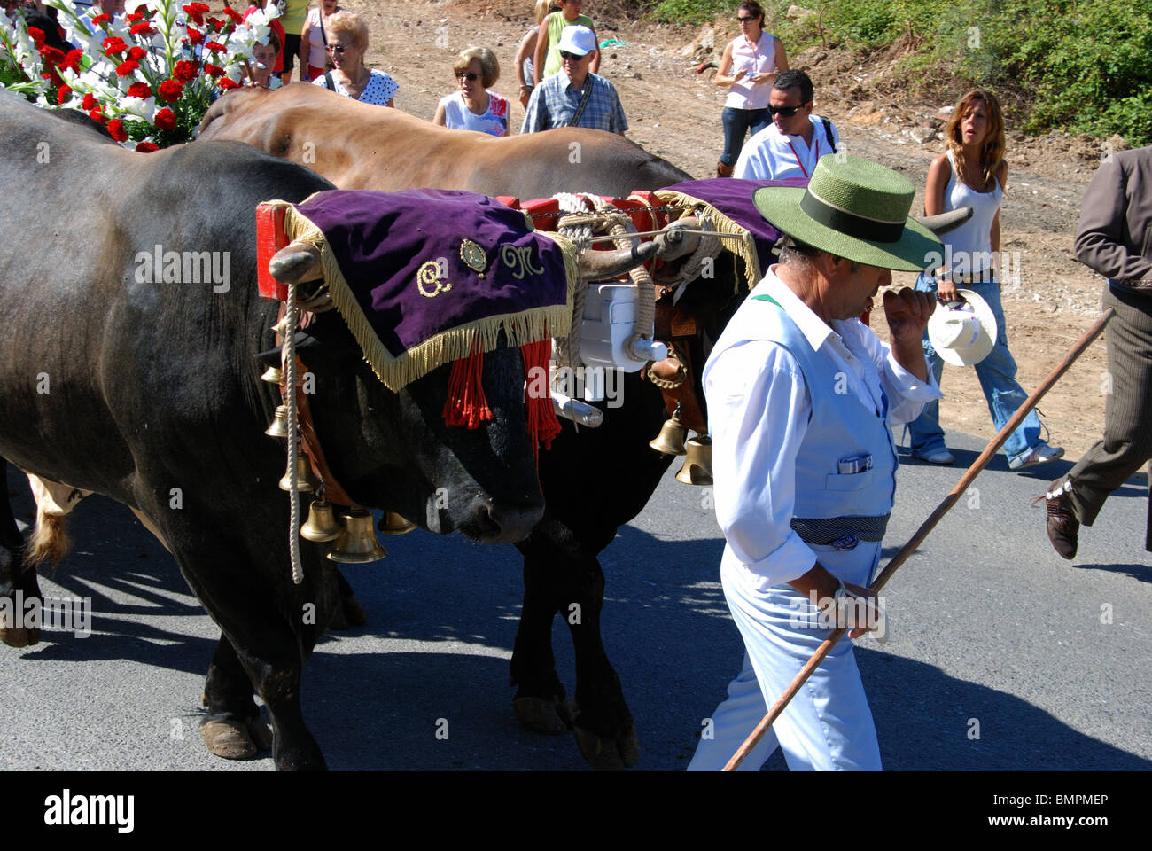 Bull Cart, Romeria San Bernabe, Religious Festival, Marbella, Costa del Sol, Malaga Province