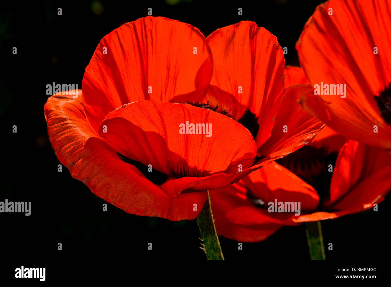 Overlapping petals of the red poppy Papaver Rhoeas Stock Photo