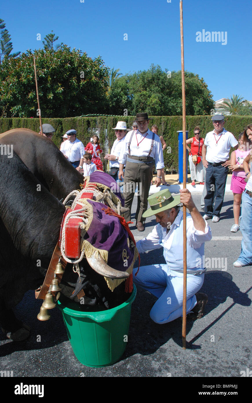 Bull cart, Romeria San Bernabe, Religious Festival, Marbella, Costa del Sol, Malaga Province
