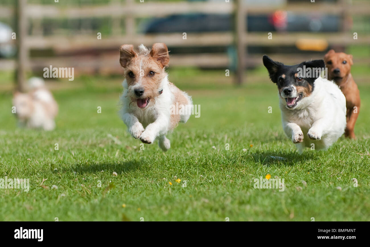 Small race dogs sales