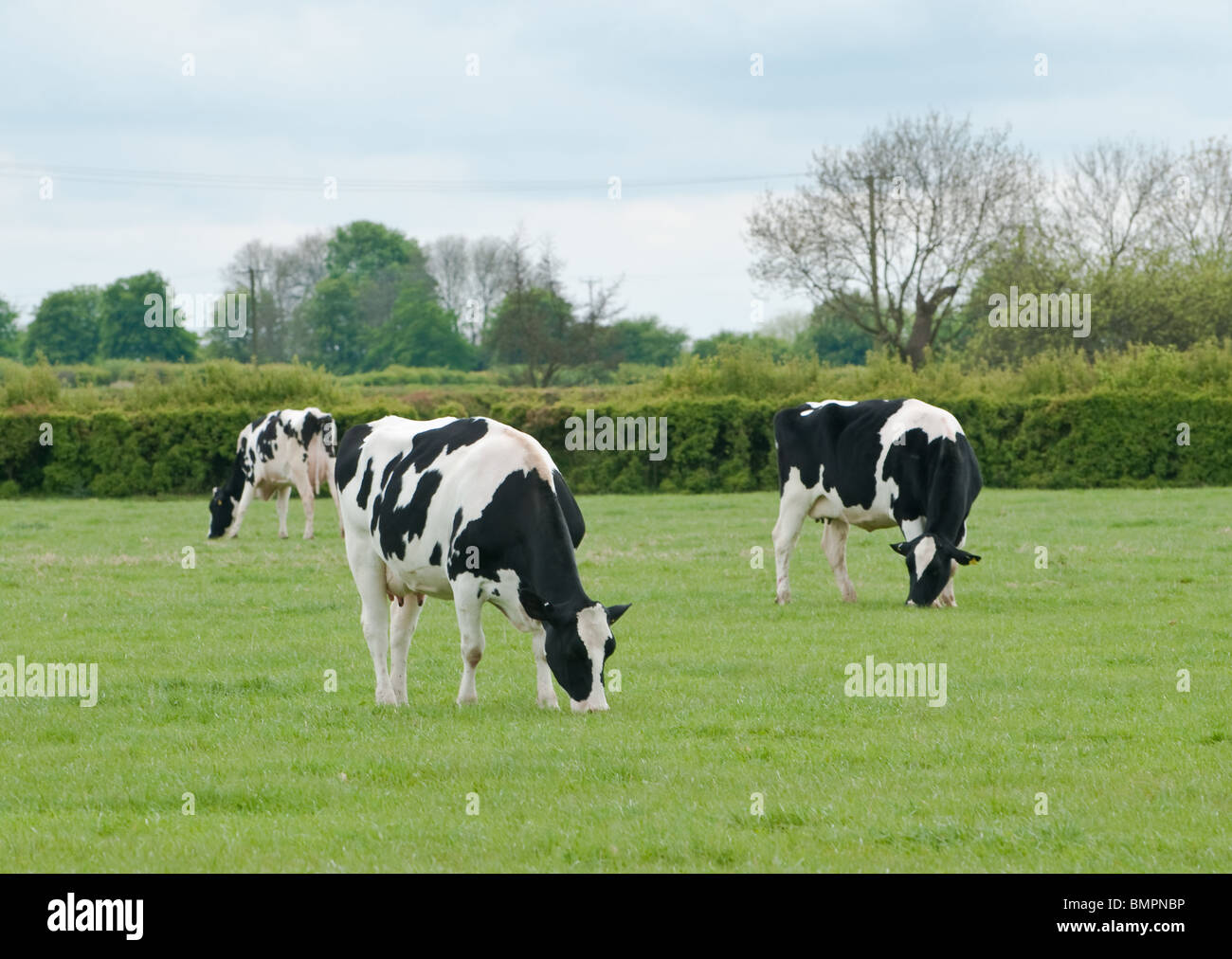 Dairy cows in fields, Leicestershire, England Stock Photo