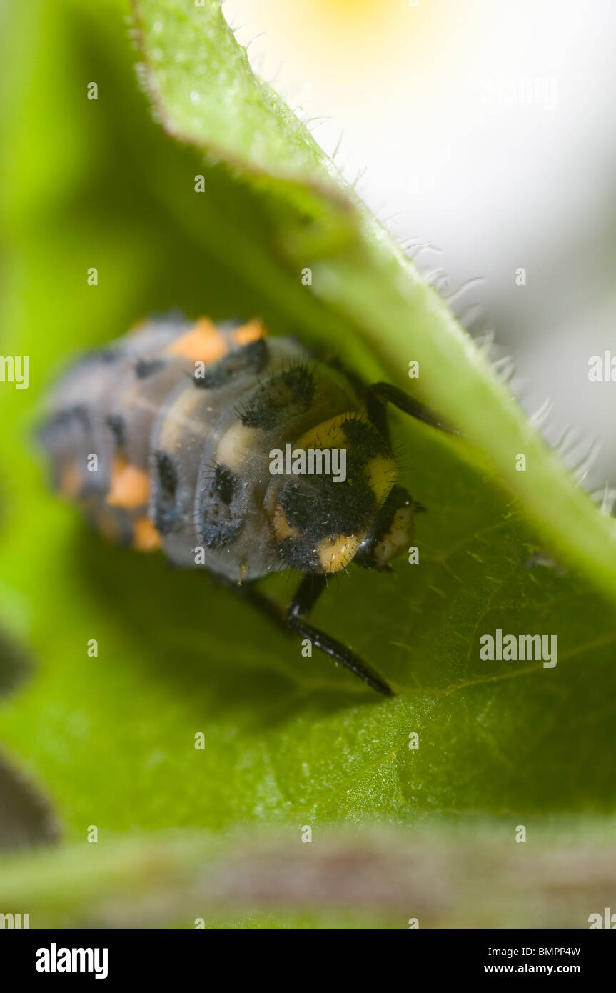 Extreme close up of the larva of the seven-spot lady bird, Coccinella septempunctata in an English garden Stock Photo
