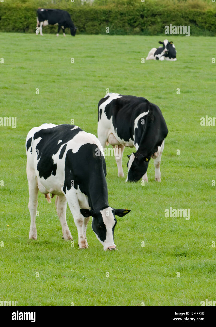 Dairy cows in fields, Leicestershire, England Stock Photo - Alamy