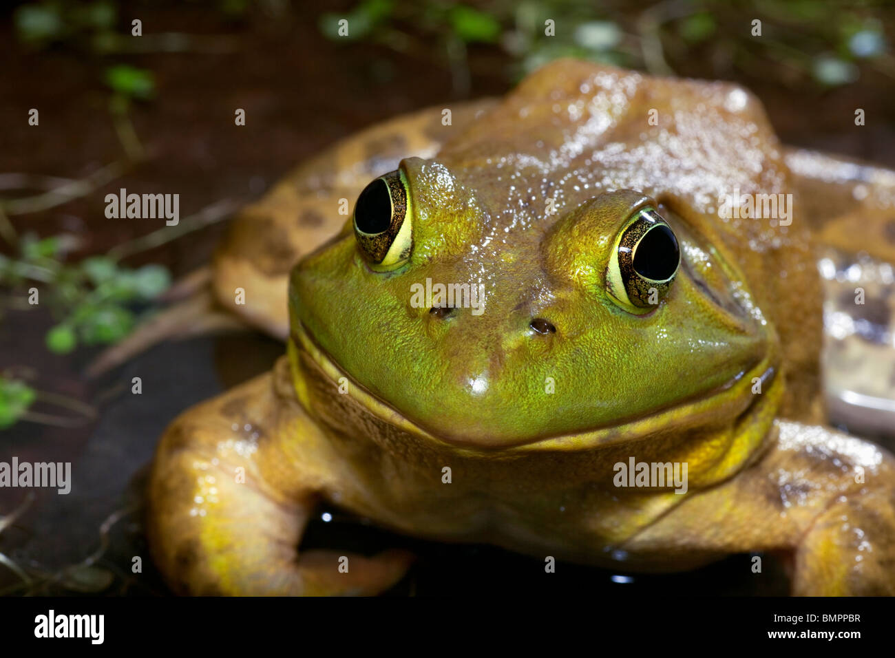 The American Bullfrog (Rana catesbeiana), often simply known as the Bullfrog. Stock Photo