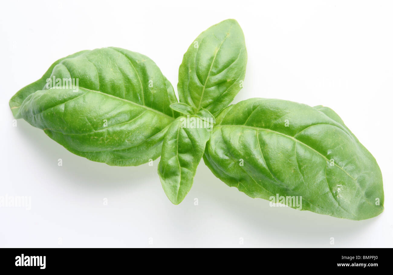 Leaves of basil on a white background Stock Photo