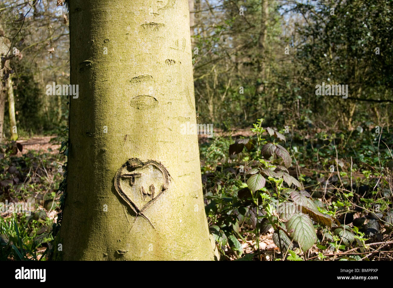 A heart and initials T W carved on a tree trunk in Ravensbourne Woods, South London, England Stock Photo