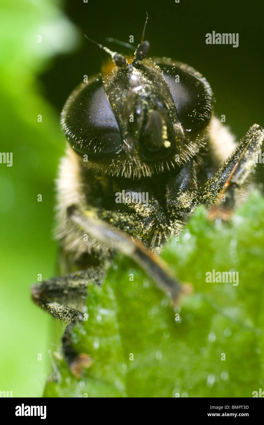 Extreme close up of the face of a hoverfly, Eristalis species, looking over the edge of a leaf. Stock Photo