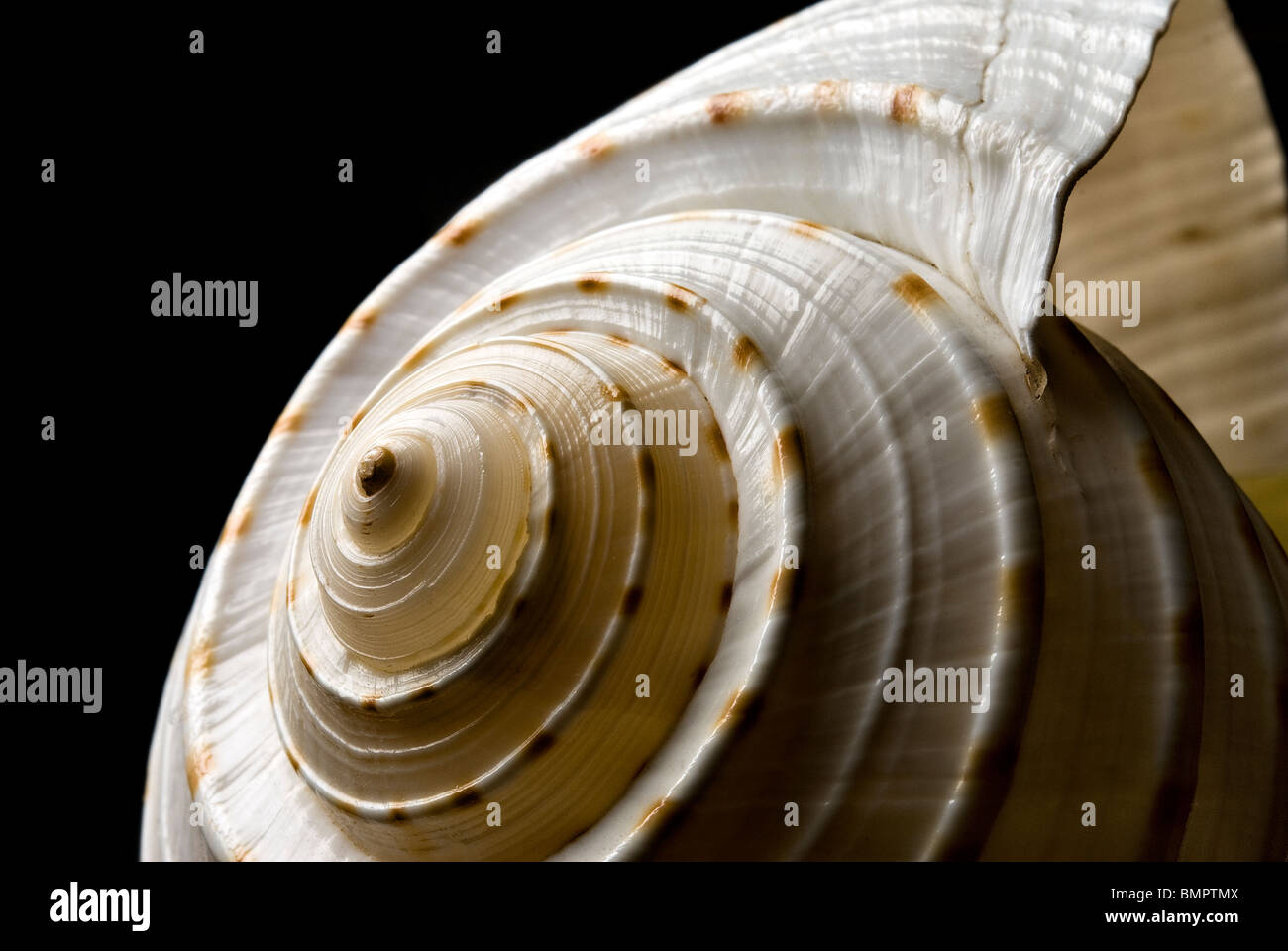 Sea-shell Stock Photo