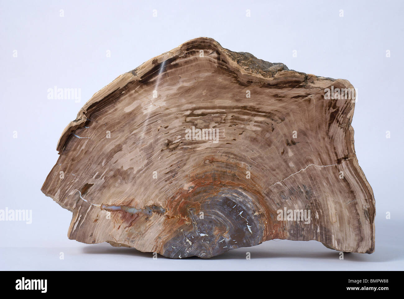 Petrified tree cross section with opal vein Stock Photo