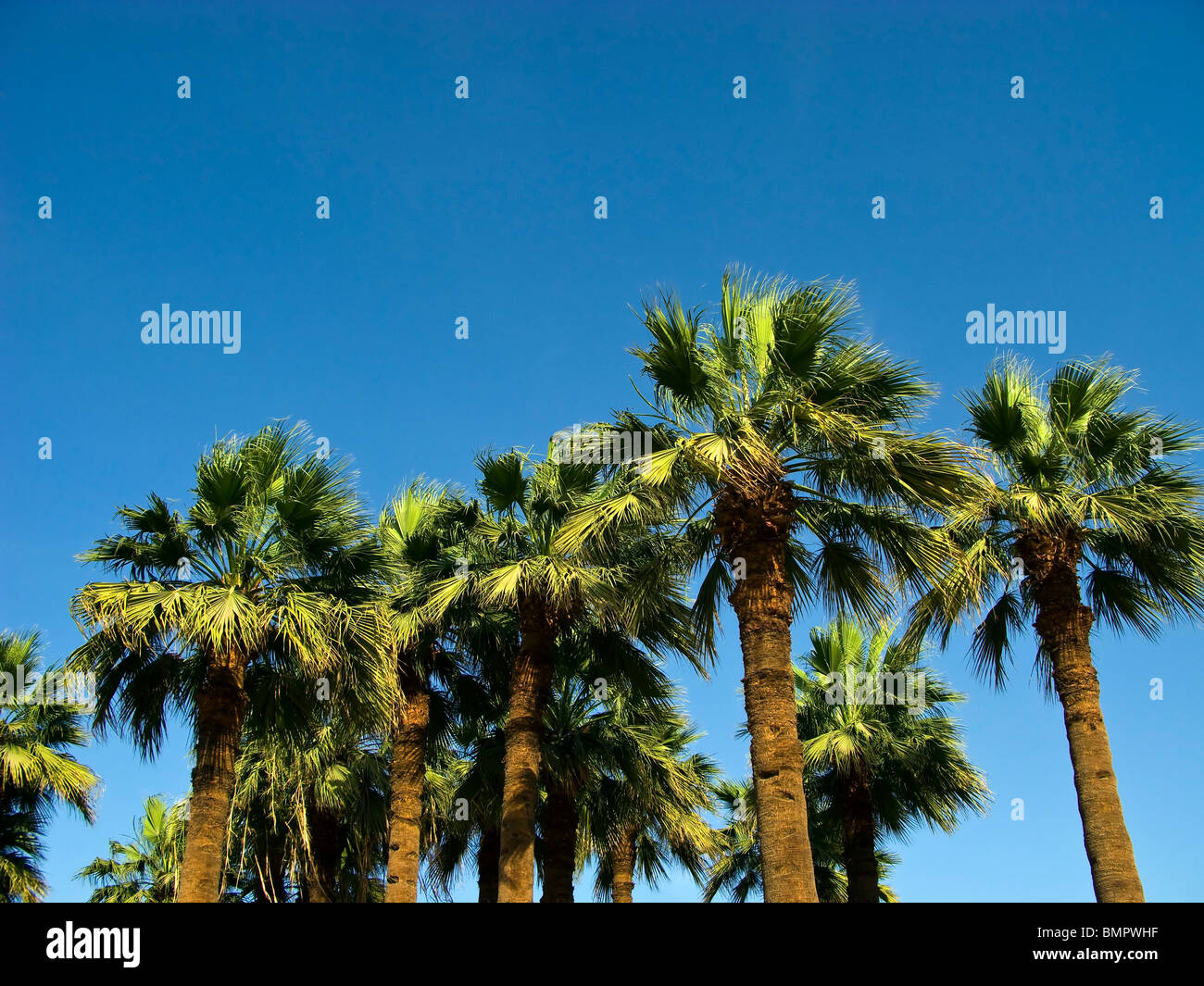 Palm trees in Egypt Stock Photo Alamy