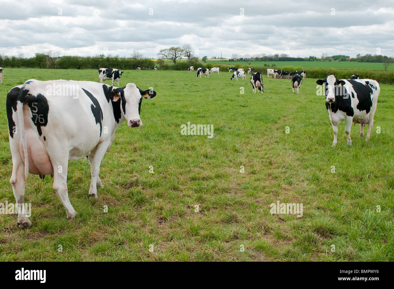 Dairy cows in fields, Leicestershire, England Stock Photo - Alamy