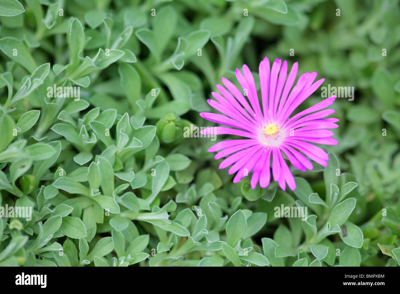 Purple vygie flower Stock Photo