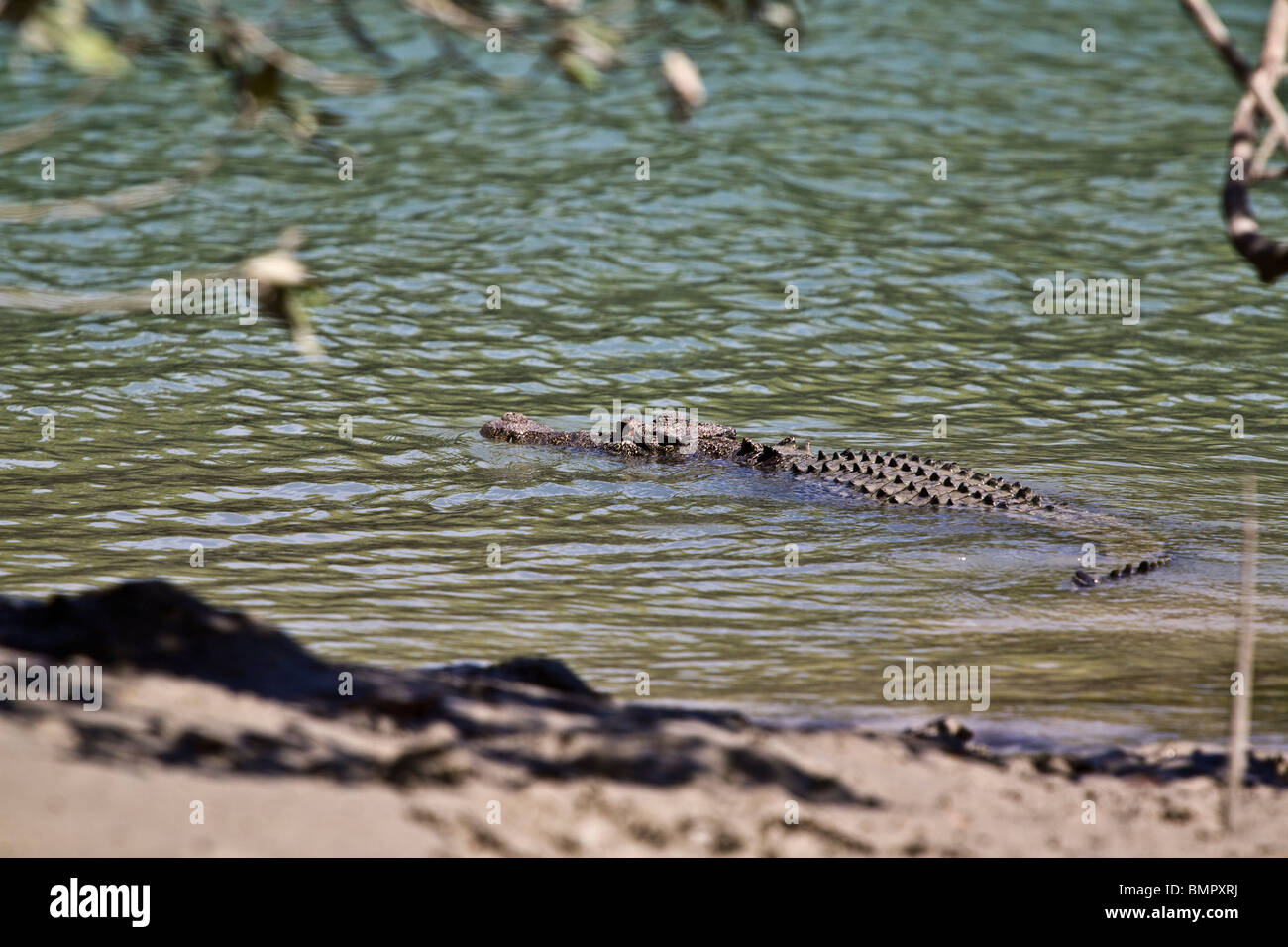 This saltwater crocodile Crocodylus porosus was observed during a ...