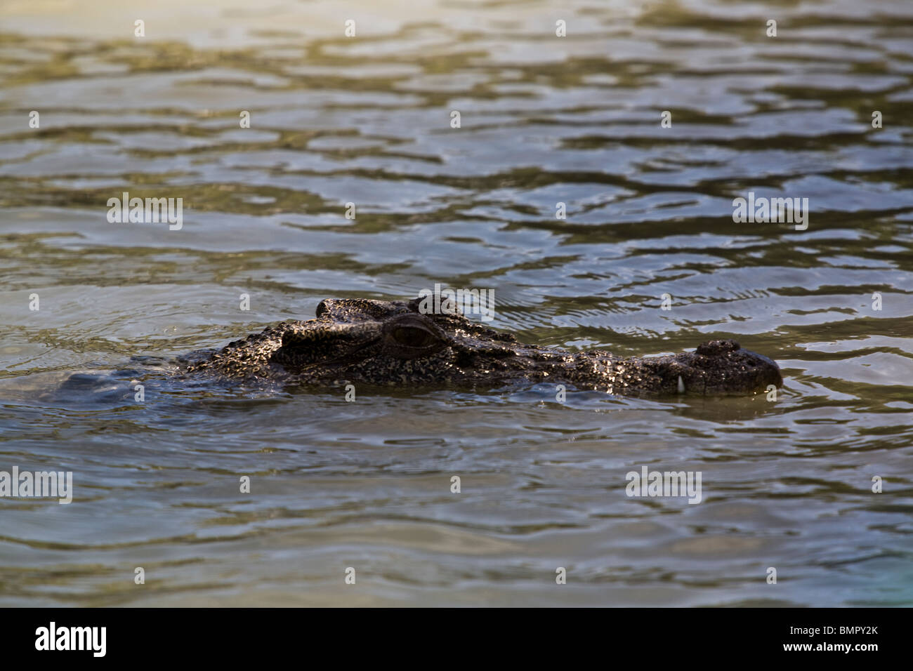 This saltwater crocodile Crocodylus porosus was observed during a ...