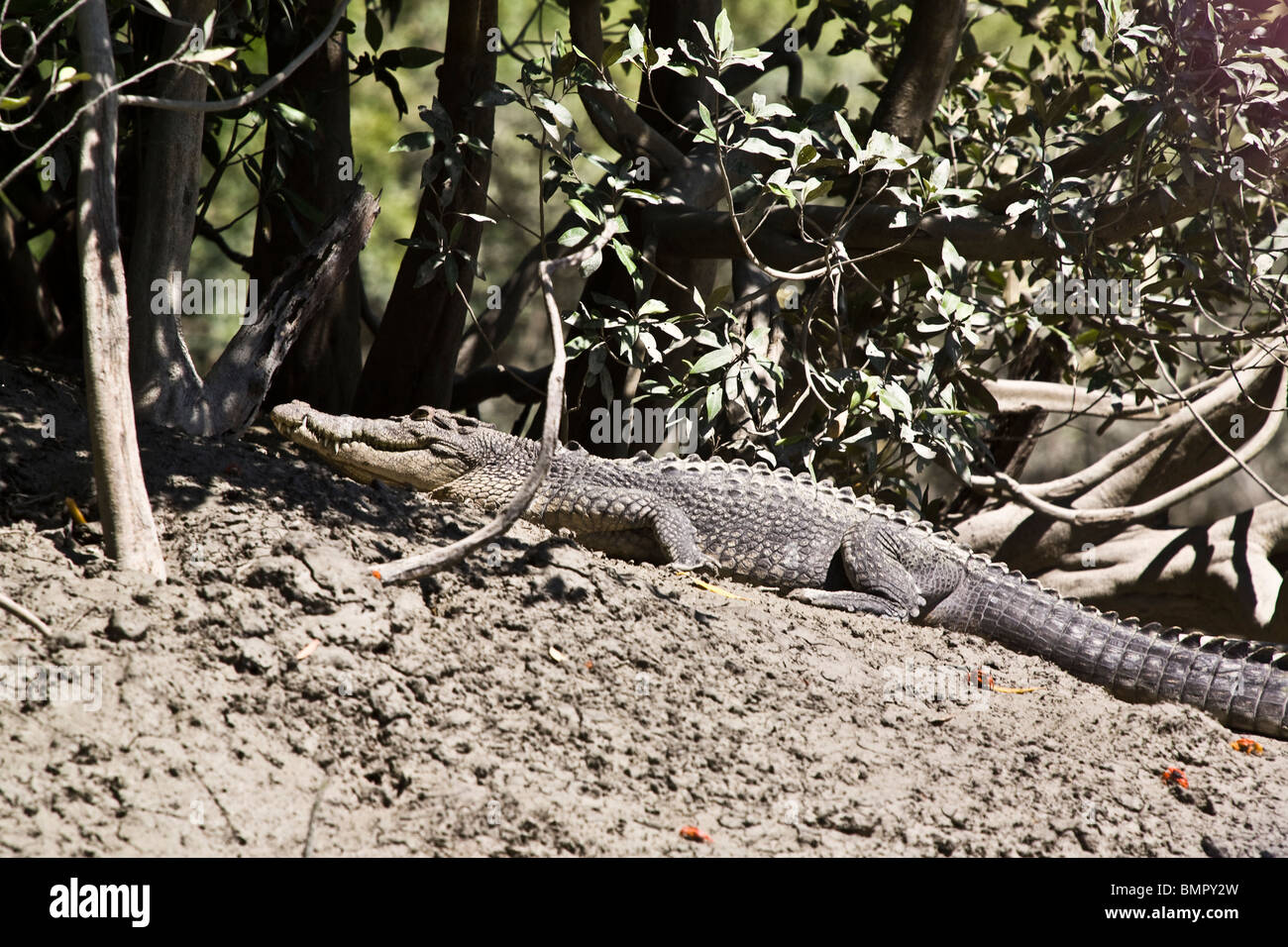 This saltwater crocodile Crocodylus porosus was observed during a wildlife-spotting excursion Hunter River Australia Stock Photo