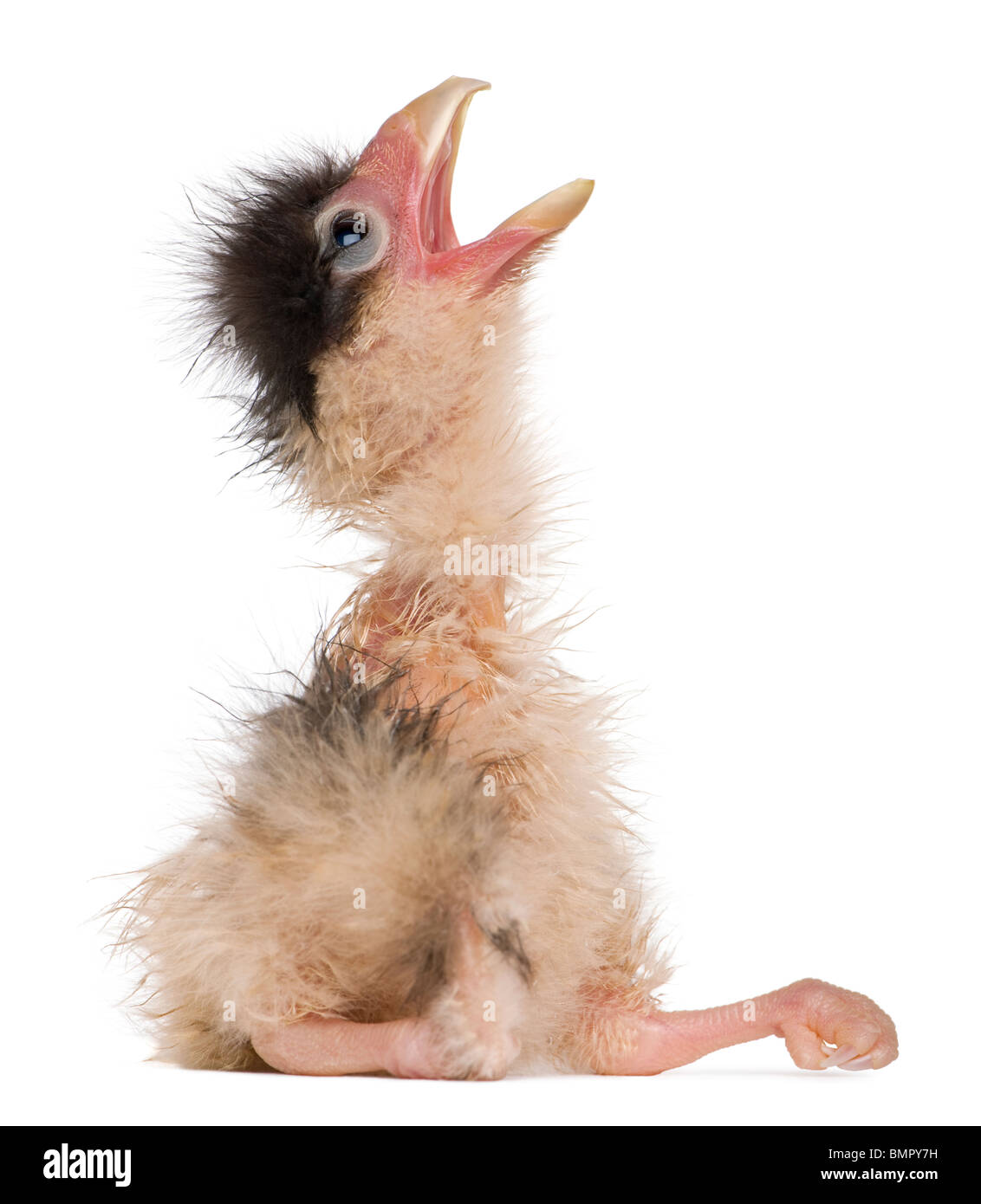Southern Caracaras chick, 12 hours old, sitting in front of white background Stock Photo