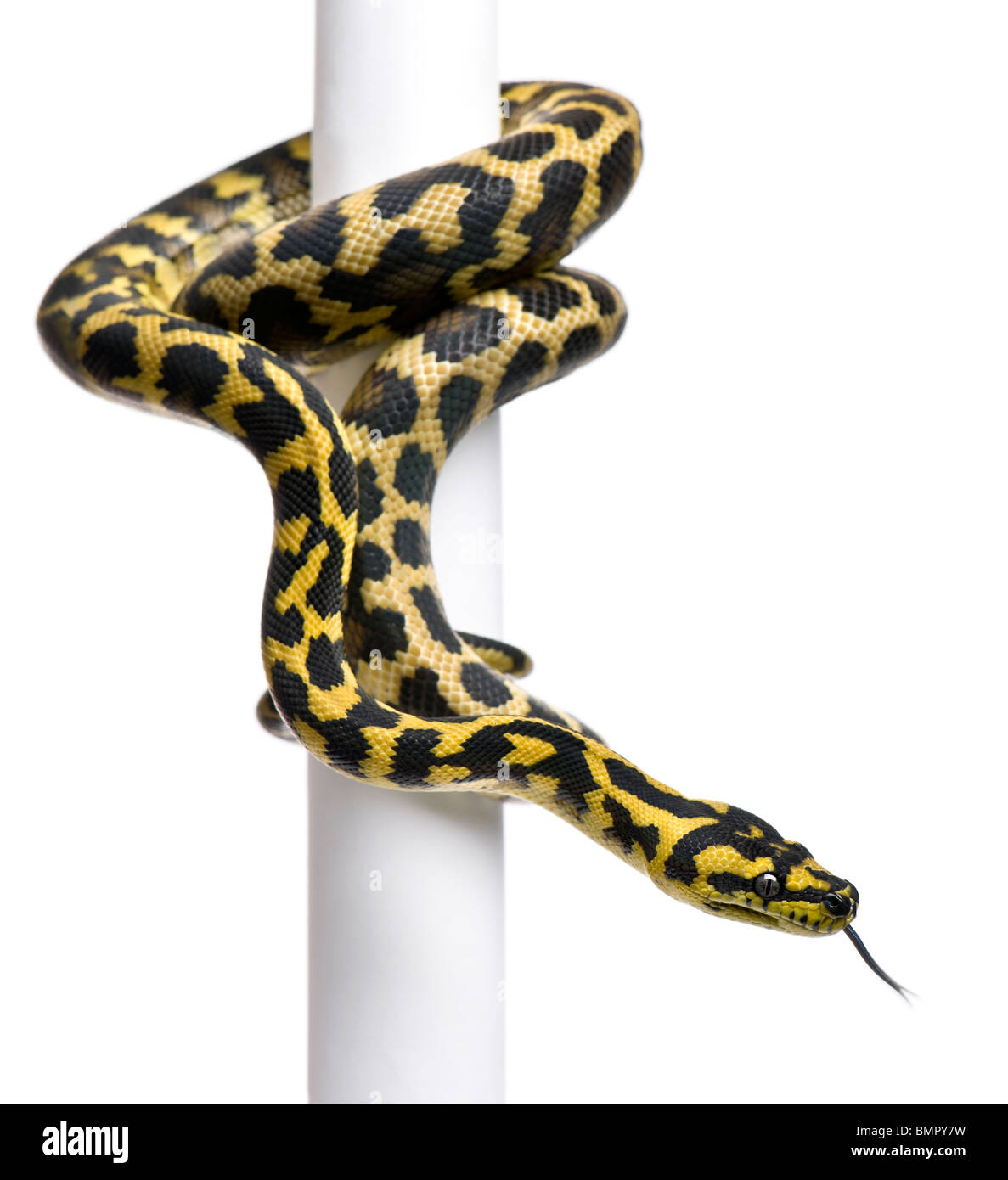 Morelia spilota variegata snake, 1 year old, slithering around pole in front of white background Stock Photo
