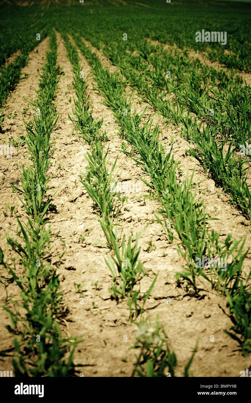 Vertical shot field grass hi-res stock photography and images - Alamy