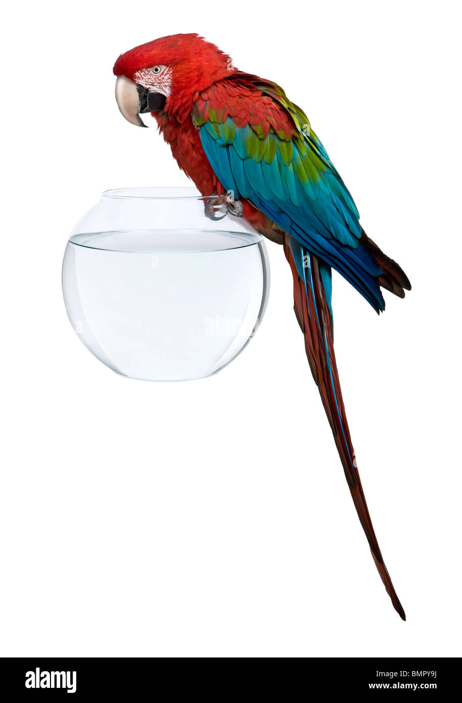 Red-and-green Macaw perching on empty fish bowl in front of white background Stock Photo