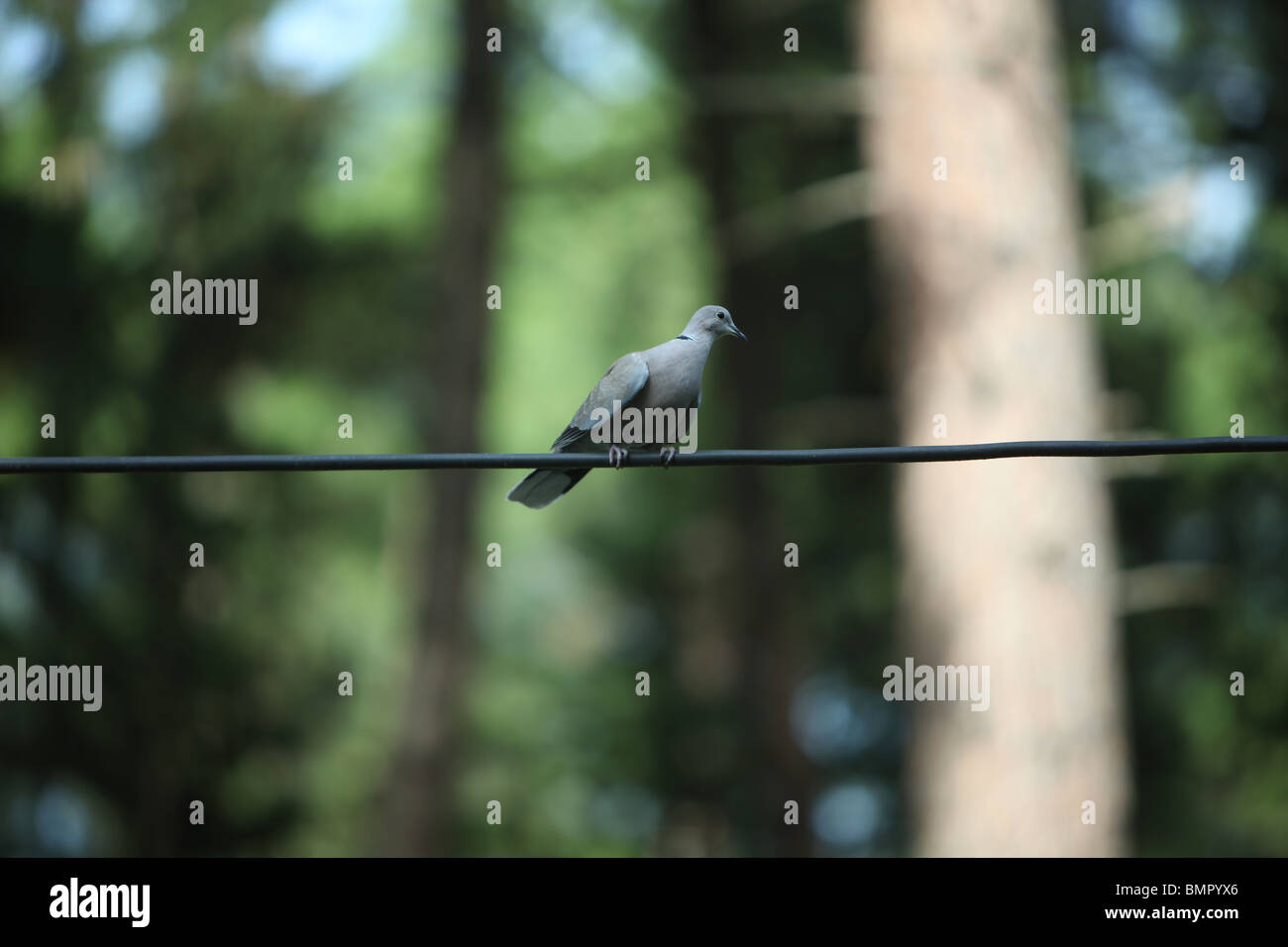 Soft pigeon feather hires stock photography and images Alamy