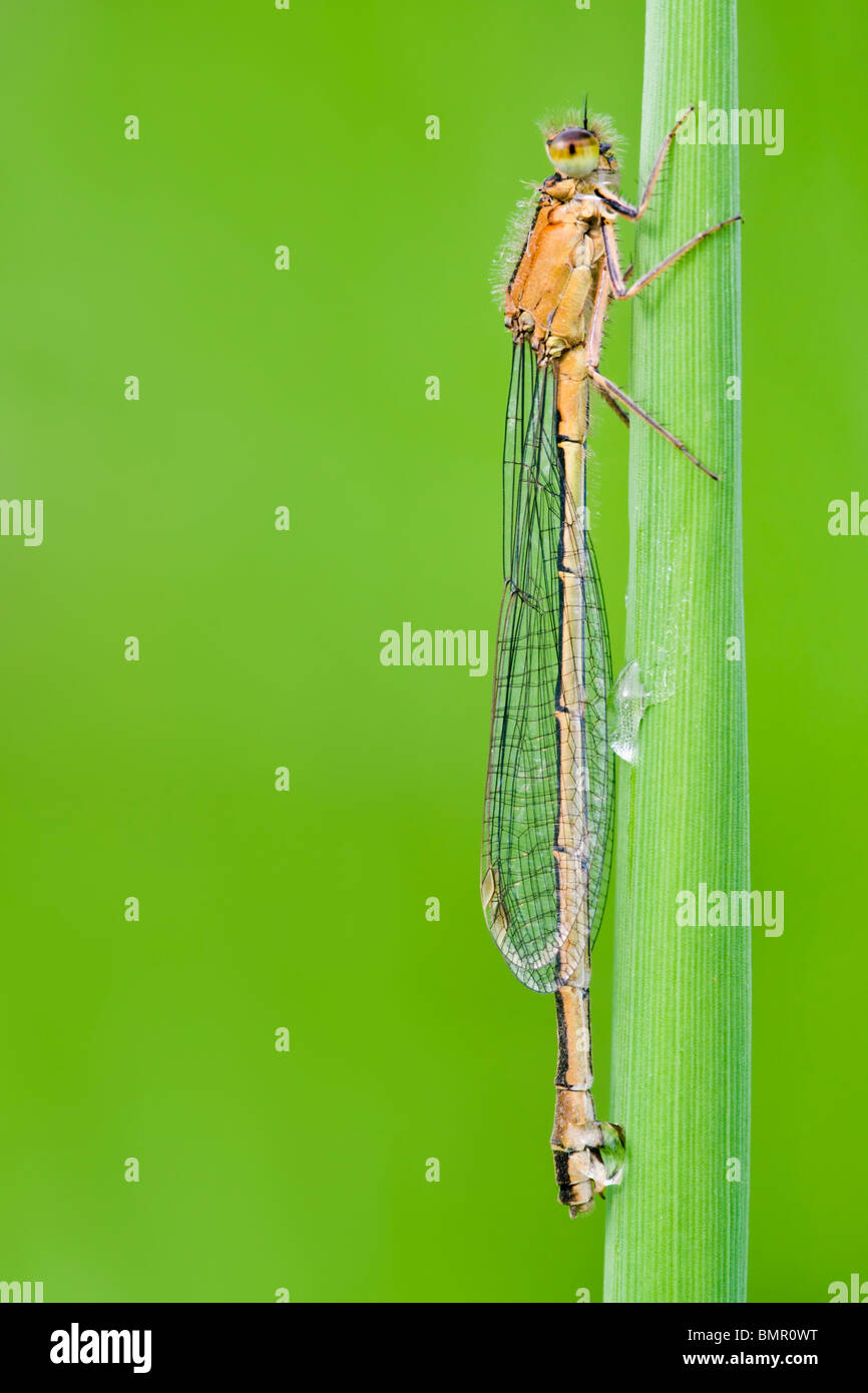 Female Common Blue Damselfly clinging to grass stem Stock Photo - Alamy
