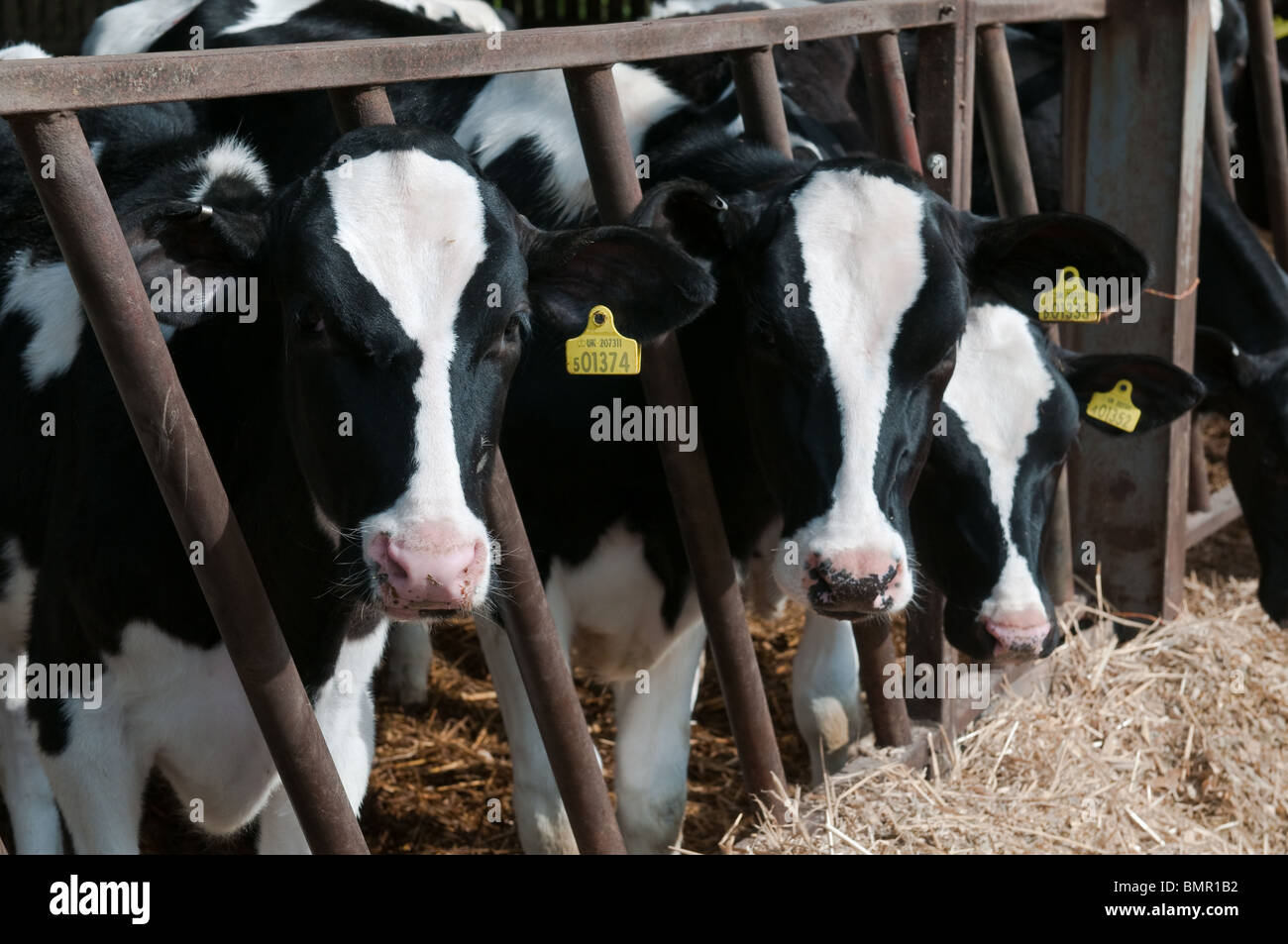 Holstein cows on a dairy farm, Leicestershire, England Stock Photo - Alamy