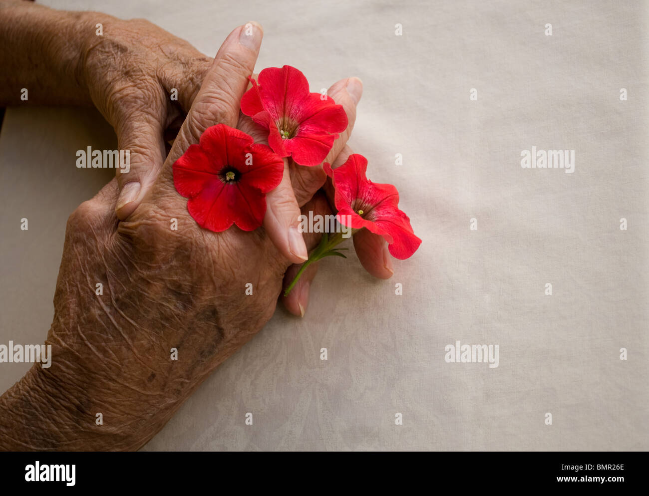 elderly hands folded holding pansy flower over white background Stock Photo