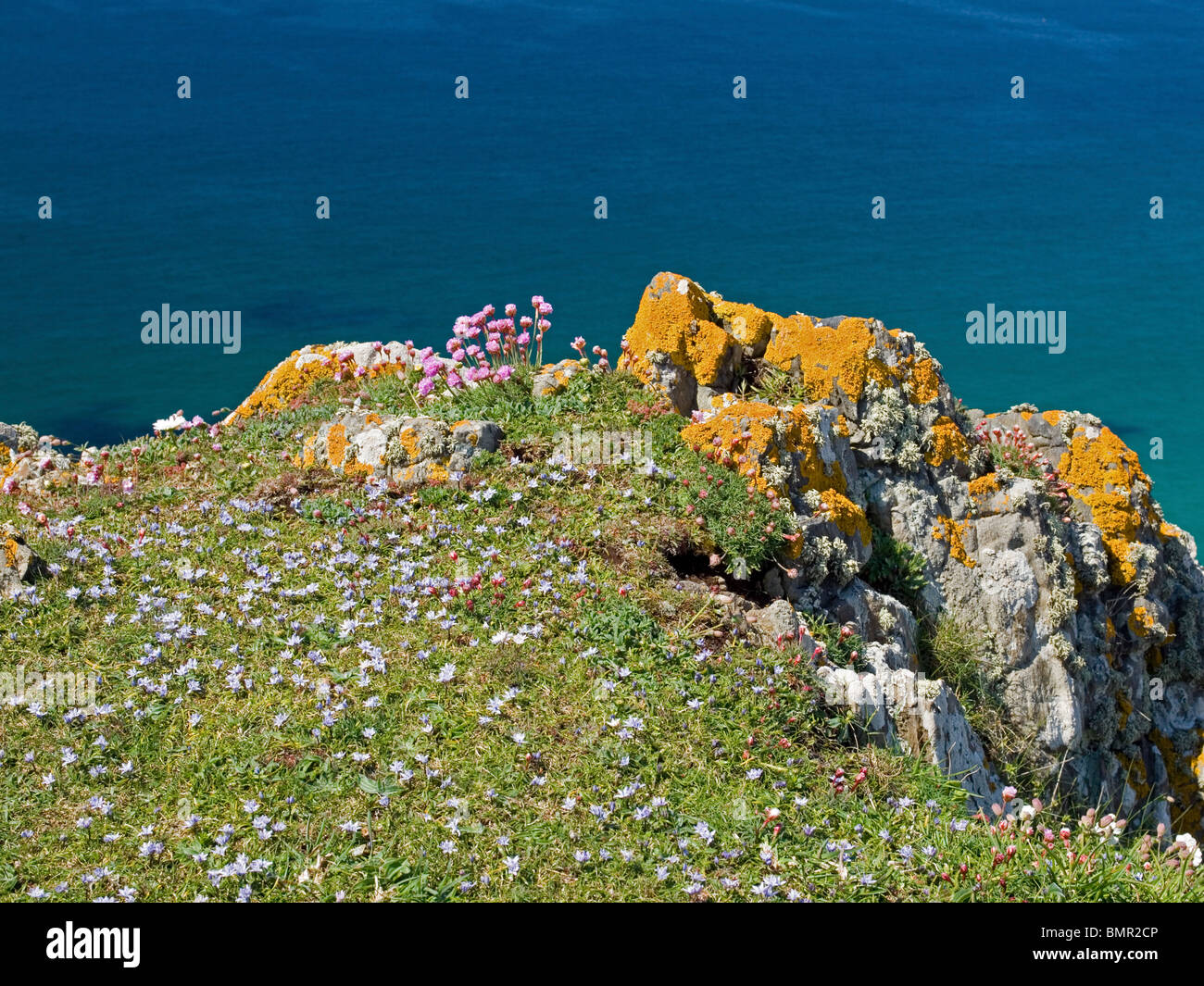 clifftop flowers Stock Photo