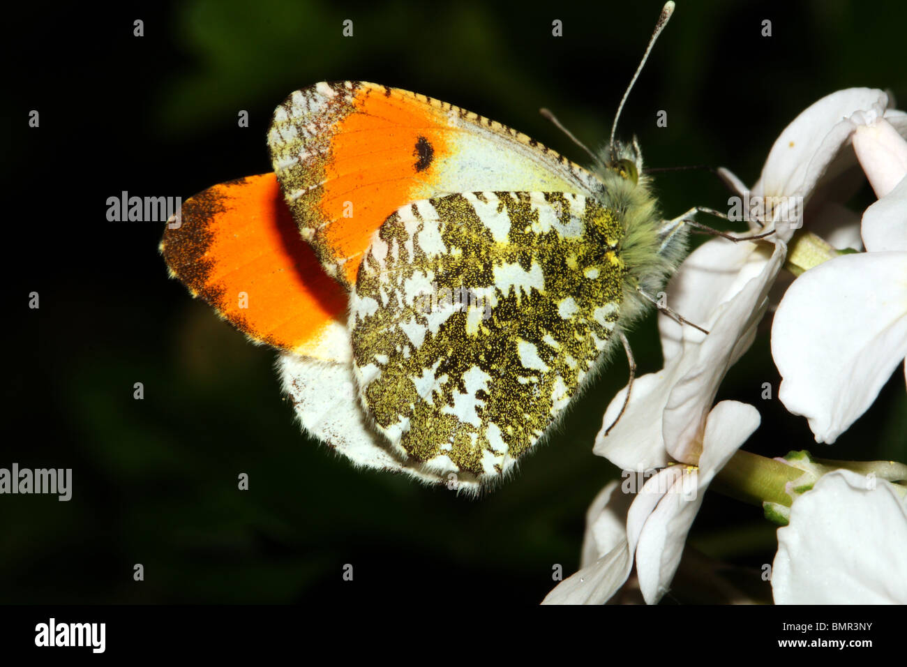Orange Tip Butterfly Anthocharis cardamines Male Family Pieridae Stock Photo