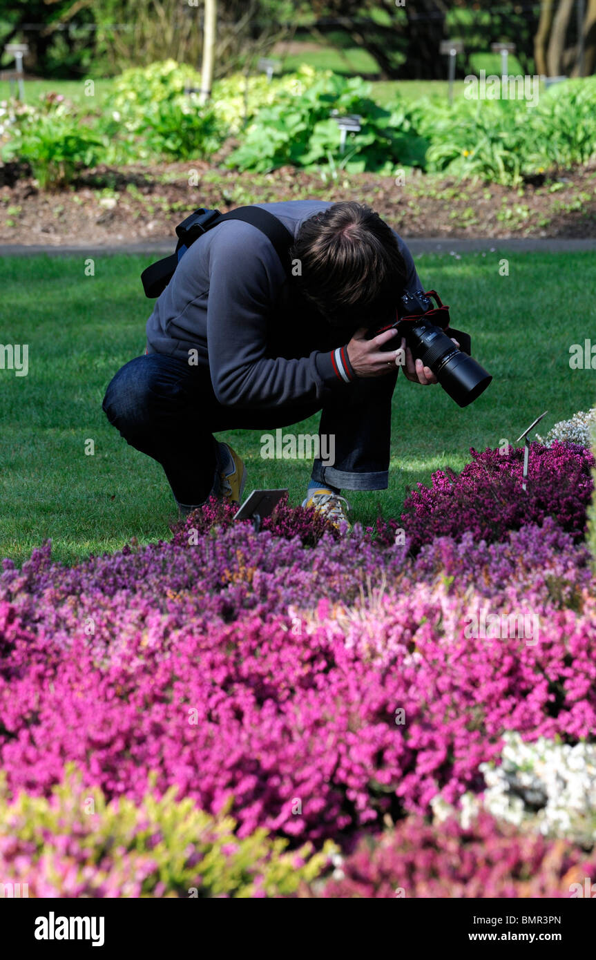 photographer taking photos pictures of erica carnea shrubs plants in flower bloom blossom spring hobby professional Stock Photo