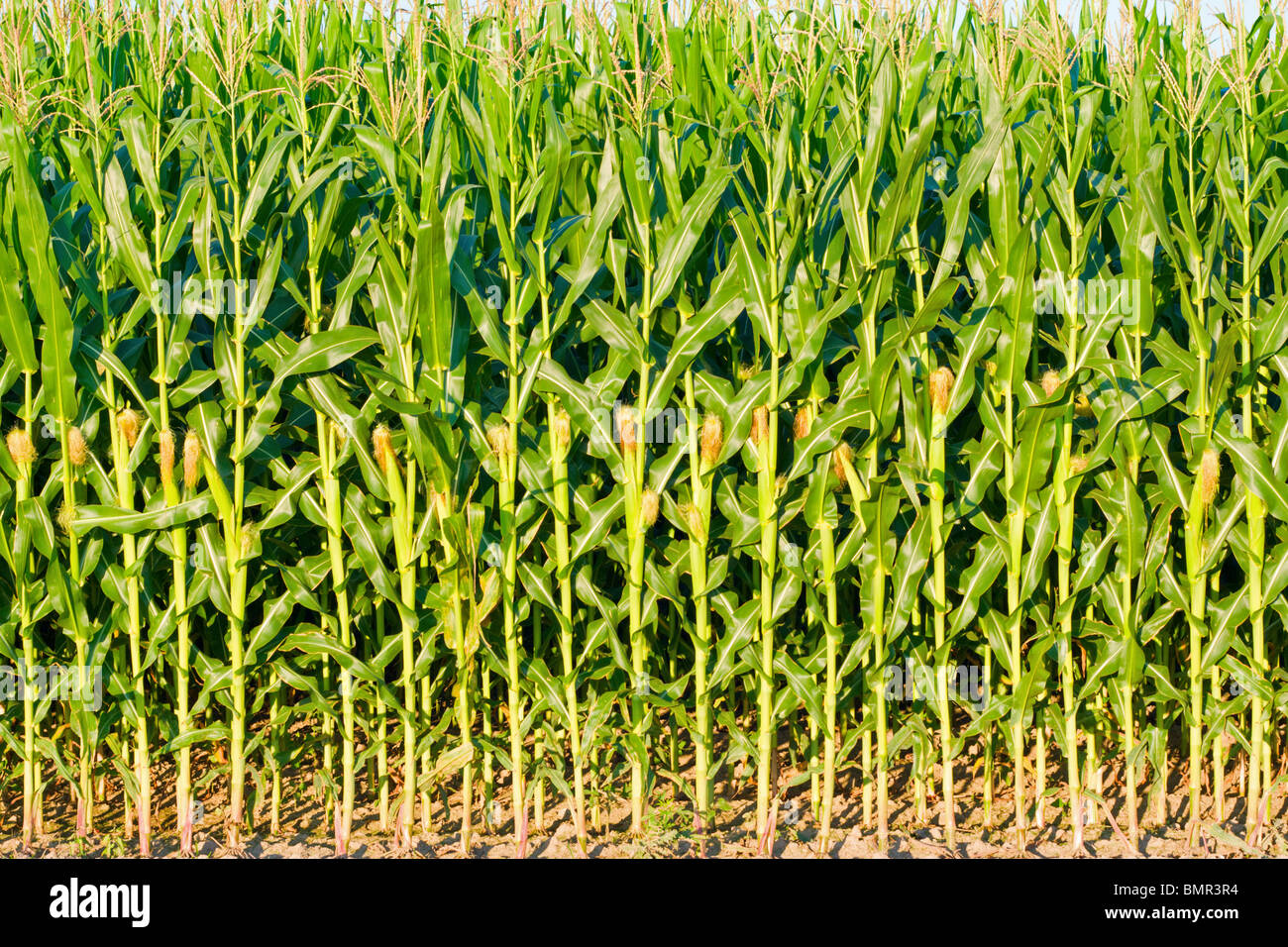 Corn Stock Photo