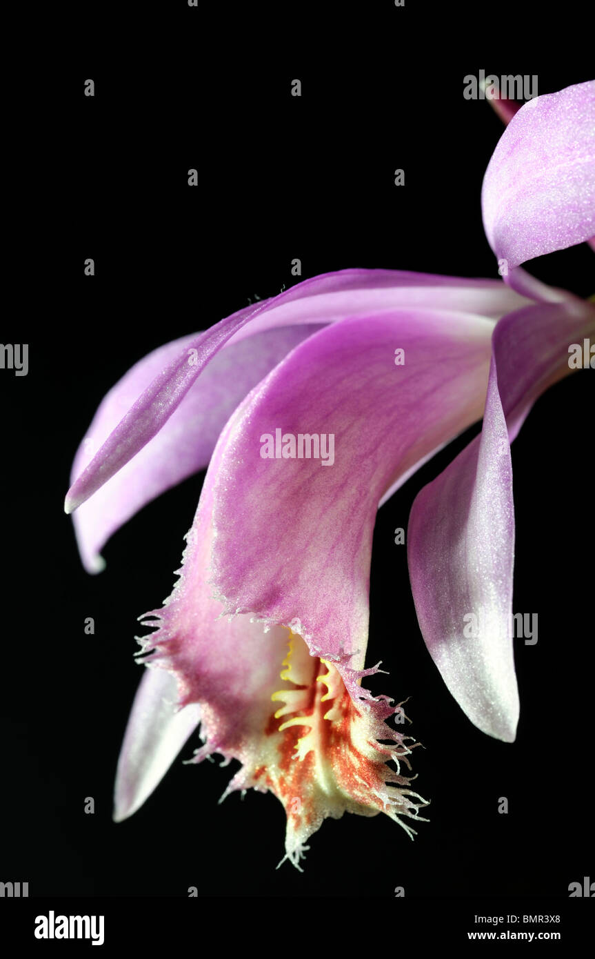 Pleione brigadoon stonechat windowsill orchid flower plant pink purple set contrast contrasted black background Stock Photo