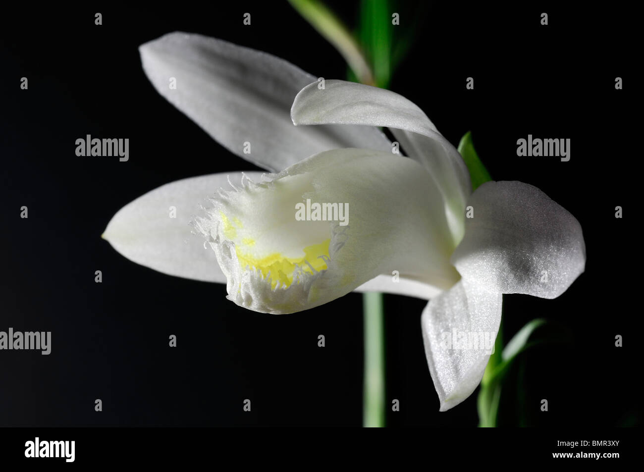 Pleione formosana snowcap windowsill orchid flower plant white set contrast contrasted black background Stock Photo
