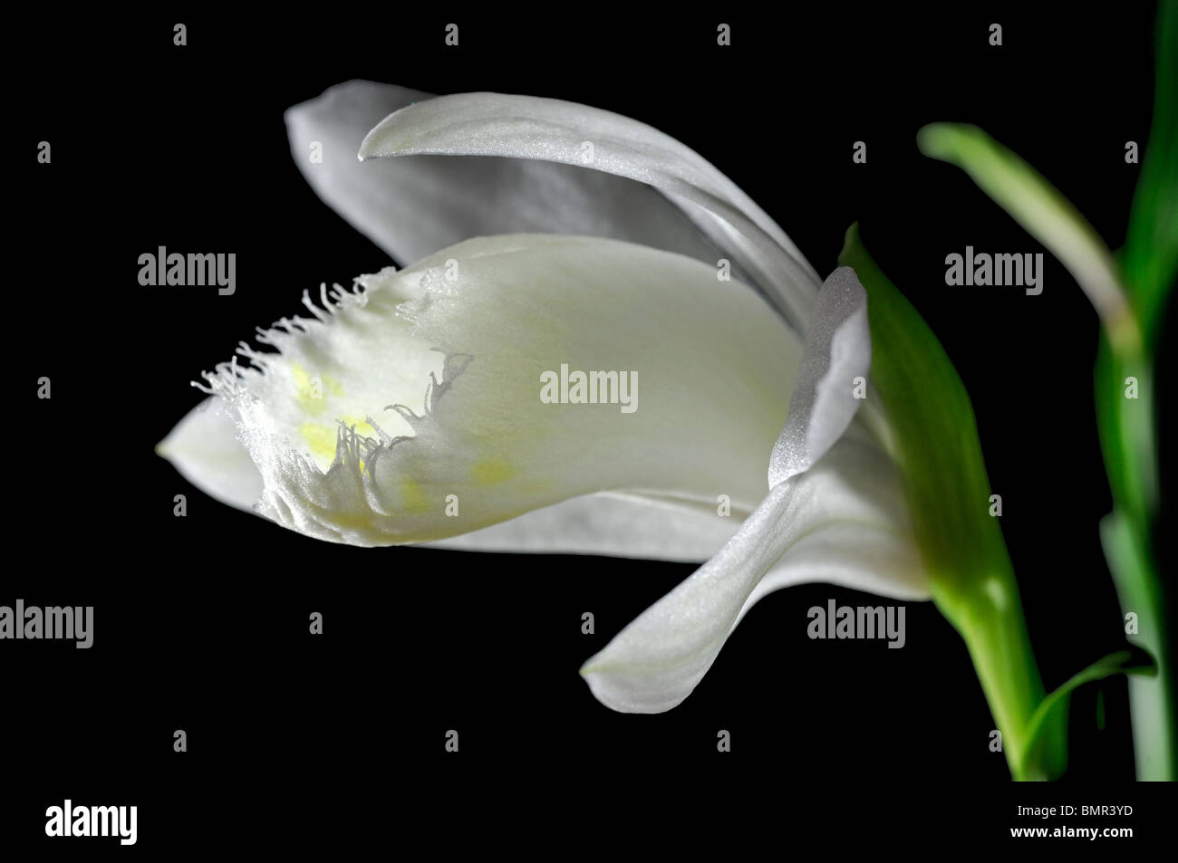 Pleione formosana snowcap windowsill orchid flower plant white set contrast contrasted black background Stock Photo