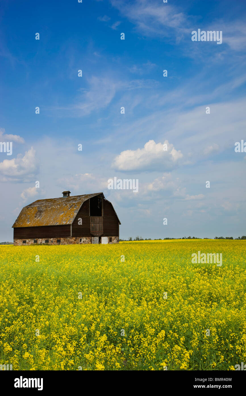 Alberta, Canada; An Old Barn In A Field Stock Photo Alamy