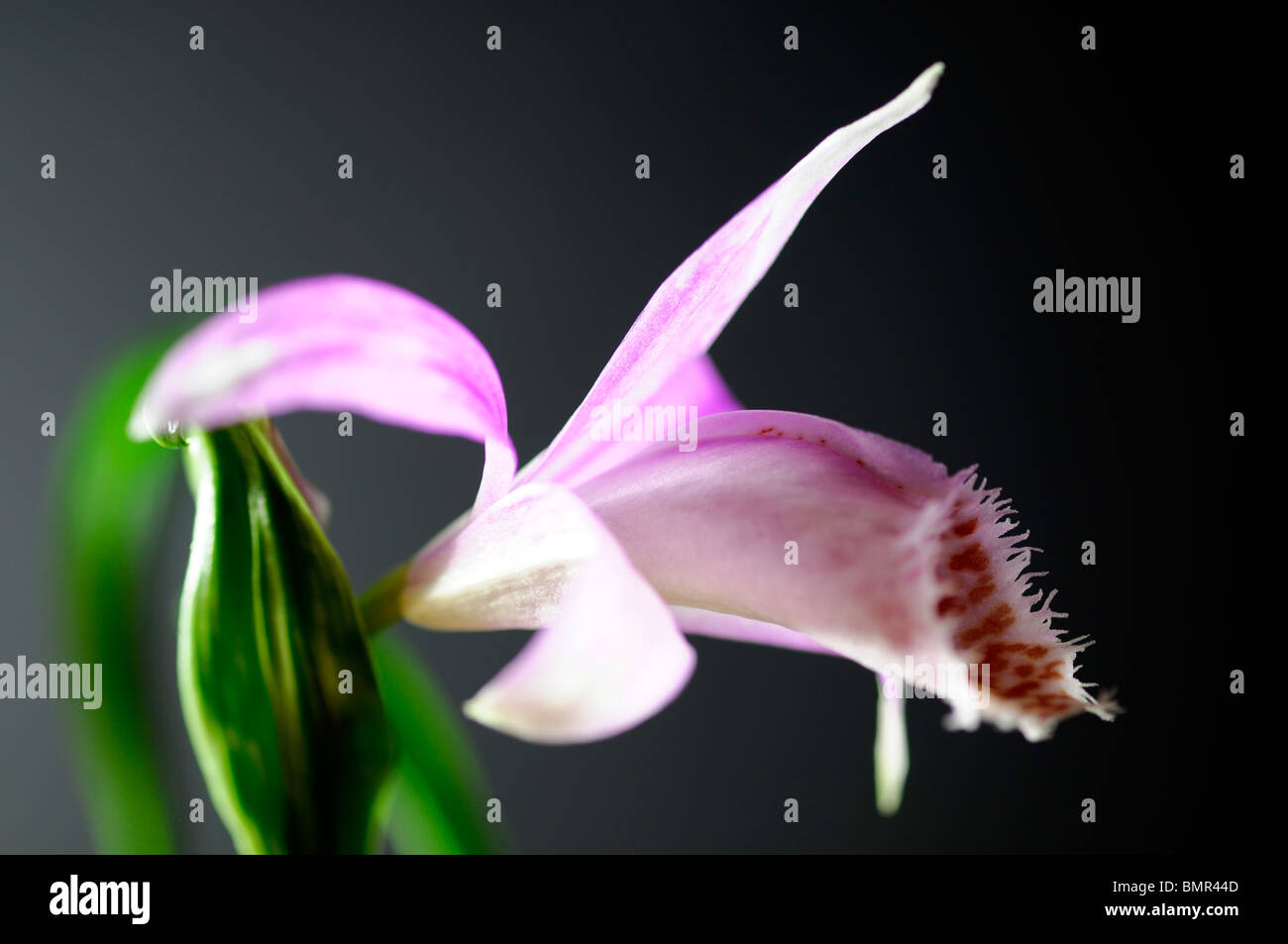 Pleione muriel turner windowsill orchid flower plant pink purple set contrast contrasted black background Stock Photo