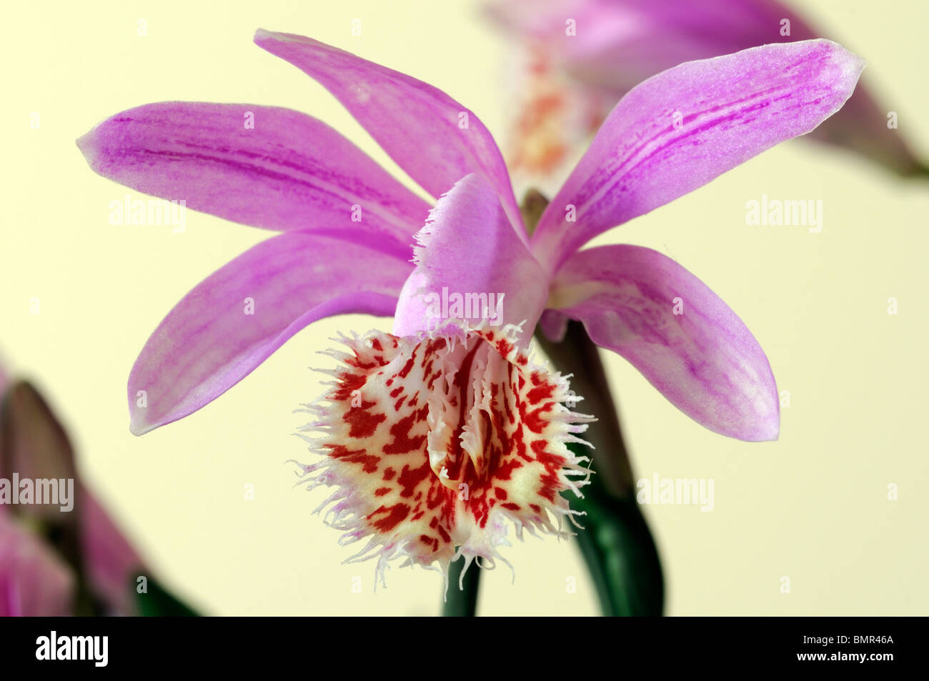 Pleione vesuvius windowsill orchid flower plant pink purple set contrast contrasted white background Stock Photo