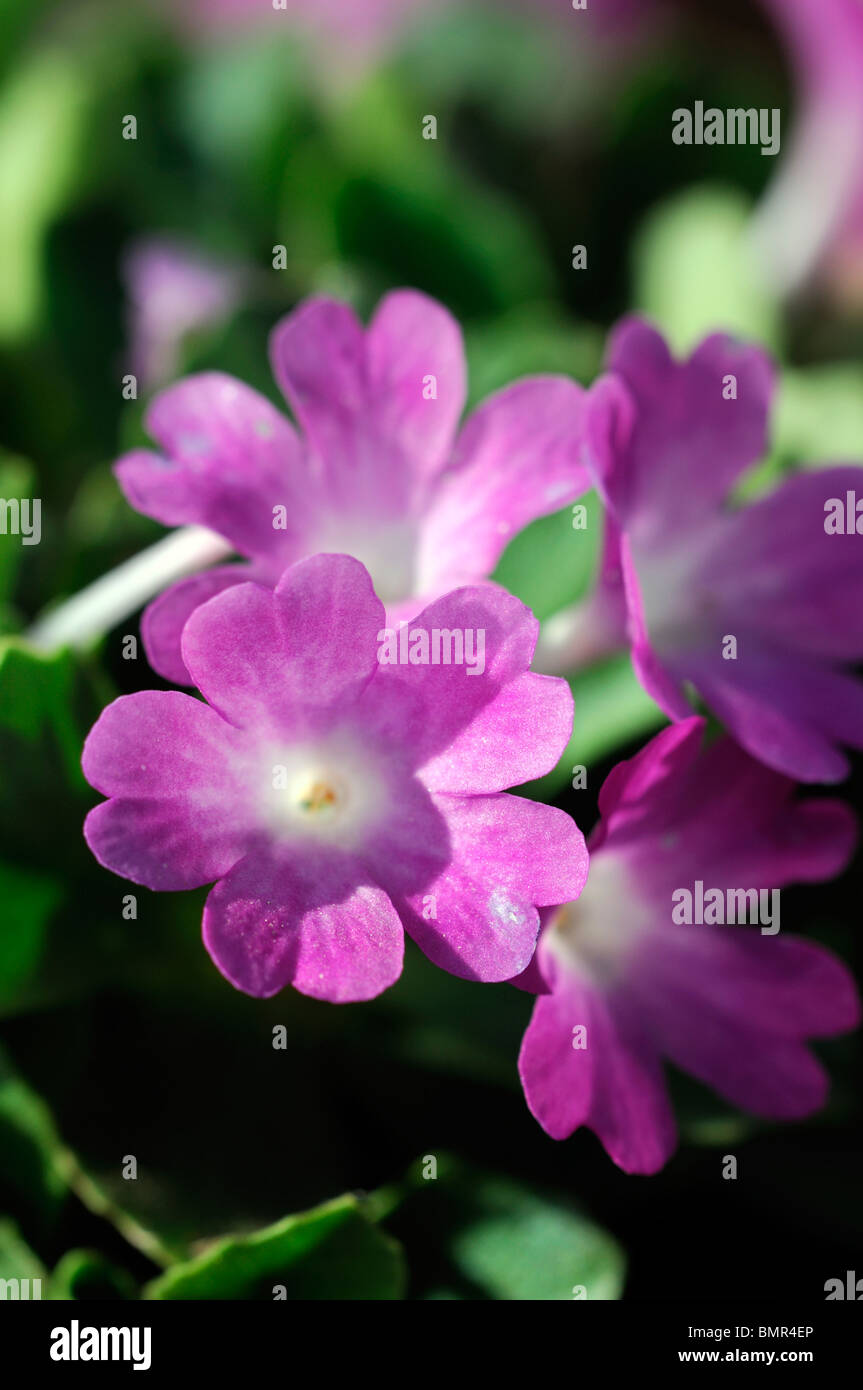 primula allionii var rubra purple mauve lilac white eye centre set against a green leafy leaf background primrose Stock Photo