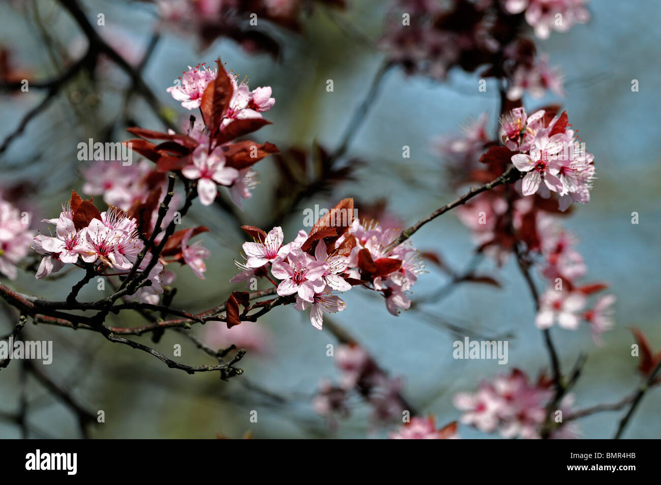 Prunus blossom spring hi-res stock photography and images - Page 3