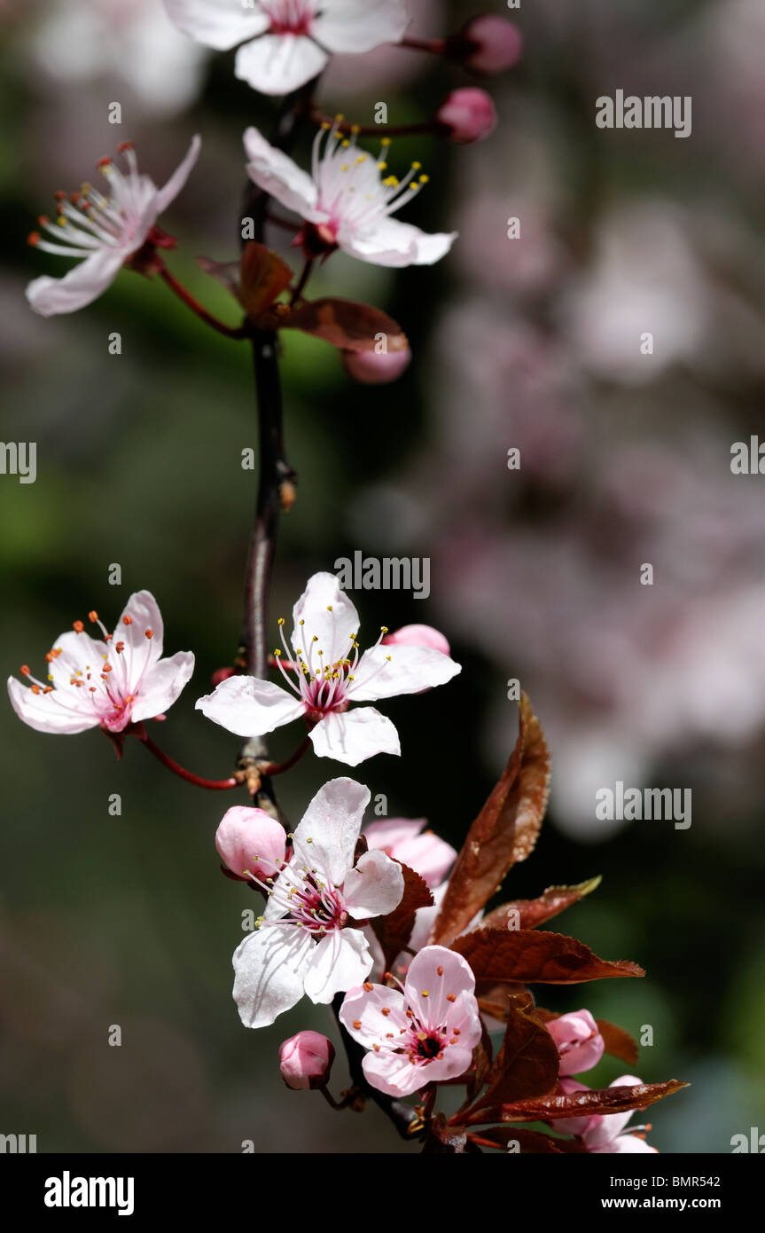 Blossom prunus flower tree spring hi-res stock photography and images -  Page 6 - Alamy