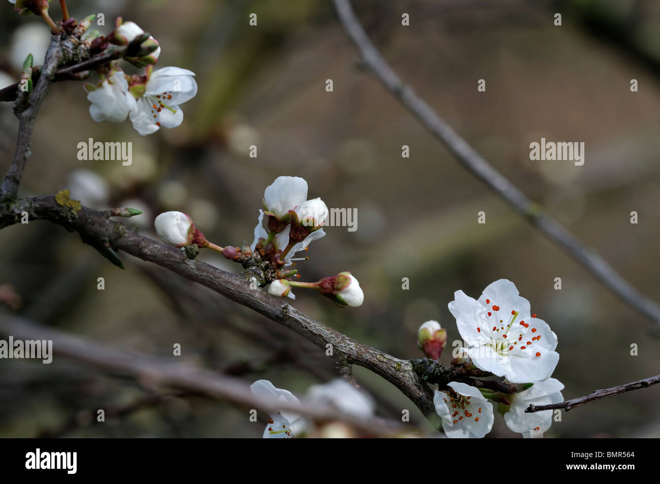 Prunus cerasifera var. divaricata cherry plum myrobalan plum tree blossom flower bloom early spring Stock Photo